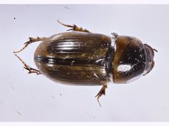 Labarrus lividus