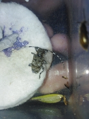 Aegomorphus clavipes