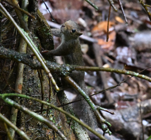 Central American Dwarf Squirrel