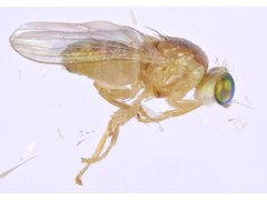 Chyromyidae