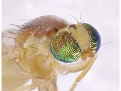 Chyromyidae