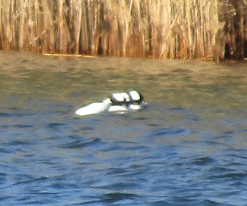 Bufflehead photographed in New Jersey
