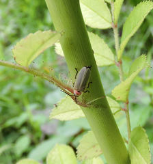 Photinus marginellus