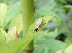 Photinus marginellus