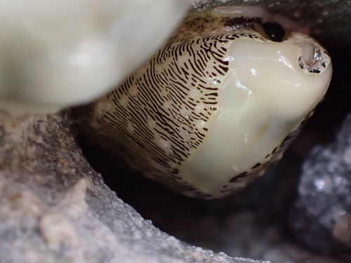 Monetaria moneta observed 2024-11-16
