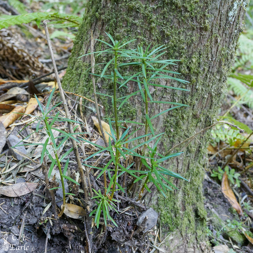 California Nutmeg seedling