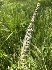 Thelypodium crispum