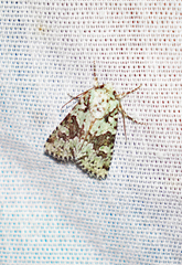 Lacinipolia strigicollis