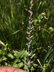 Thelypodium crispum