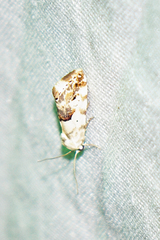 Ponometia libedis