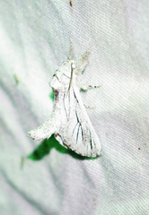 Inguromorpha itzalana