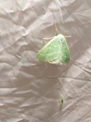 Thetidia smaragdaria