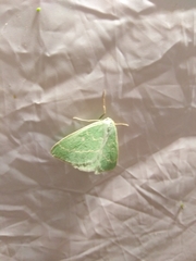 Thetidia smaragdaria