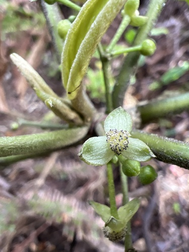 Claoxylon sandwicense observed 2024-11-16