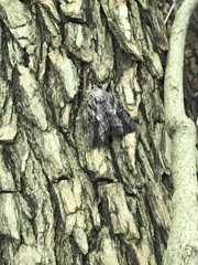 Catocala agrippina