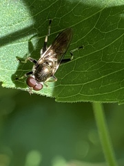 Chalcosyrphus