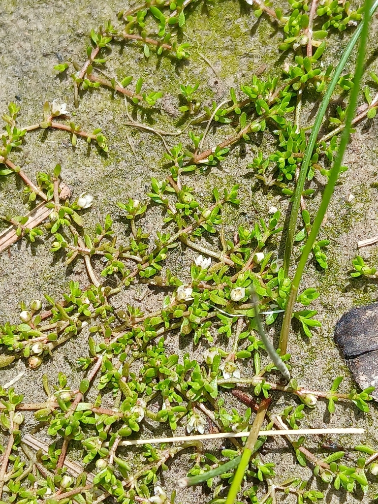 Crassula kirkii