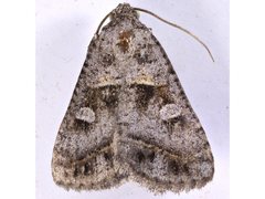 Acantholipes juba