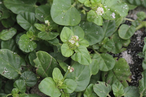 Boerhavia repens iNat (2)