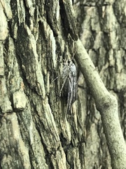 Catocala agrippina