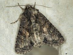 Oligia tusa