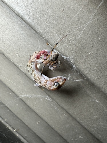 Brown Widow photo 6