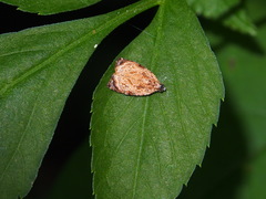 Sycacantha inopinata