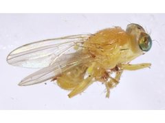 Chyromyidae