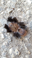 Tliltocatl epicureanus