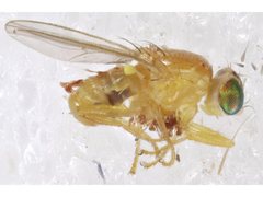 Chyromyidae