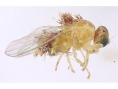 Chyromyidae