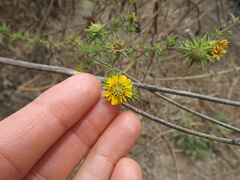 Centromadia parryi australis