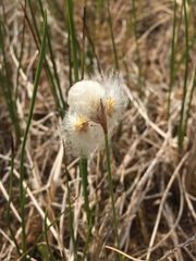 Eriophorum gracile