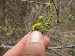 Centromadia parryi australis