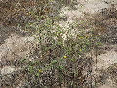 Centromadia parryi australis