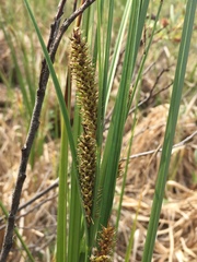 Carex rostrata