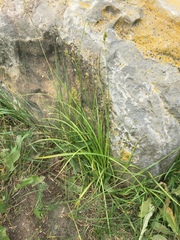 Carex foenea