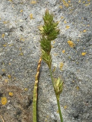 Carex foenea