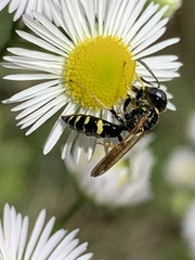 Philanthus bilunatus