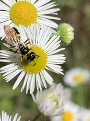 Philanthus bilunatus