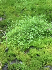 Cardamine polemonioides