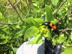 Nicrophorus marginatus