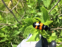 Nicrophorus marginatus