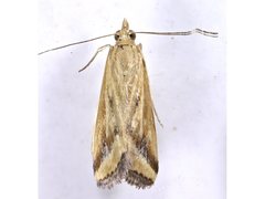 Achyra massalis