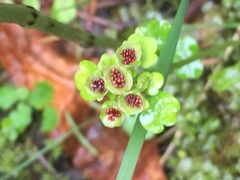 Chrysosplenium tetrandrum