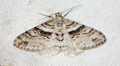 Prionomelia spododea