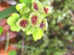 Chrysosplenium tetrandrum