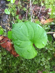 Viola epipsiloides