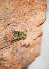 Paramiana smaragdina