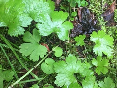 Anemonastrum richardsonii